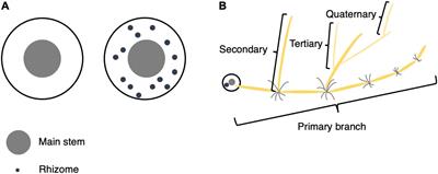 A Genetic Network Underlying Rhizome Development in Oryza longistaminata